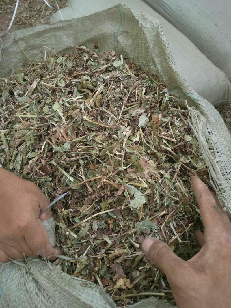 大量优质牛羊草料花生秧