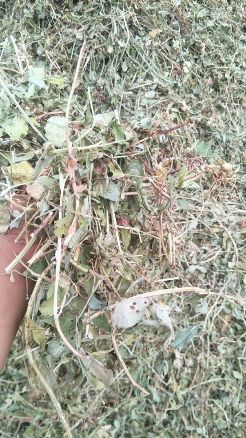 大量优质牛羊草料花生秧