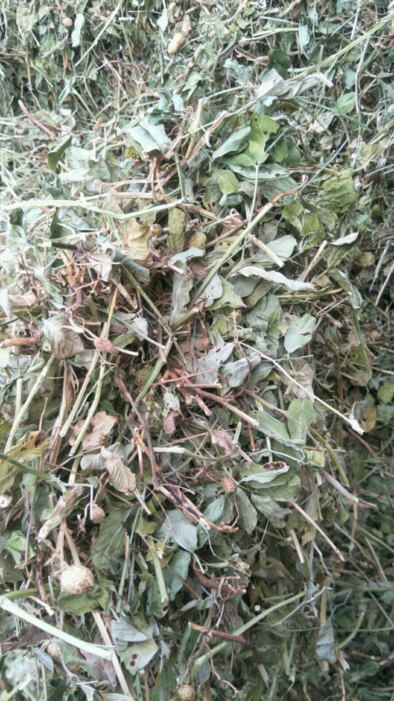 大量优质牛羊草料花生秧