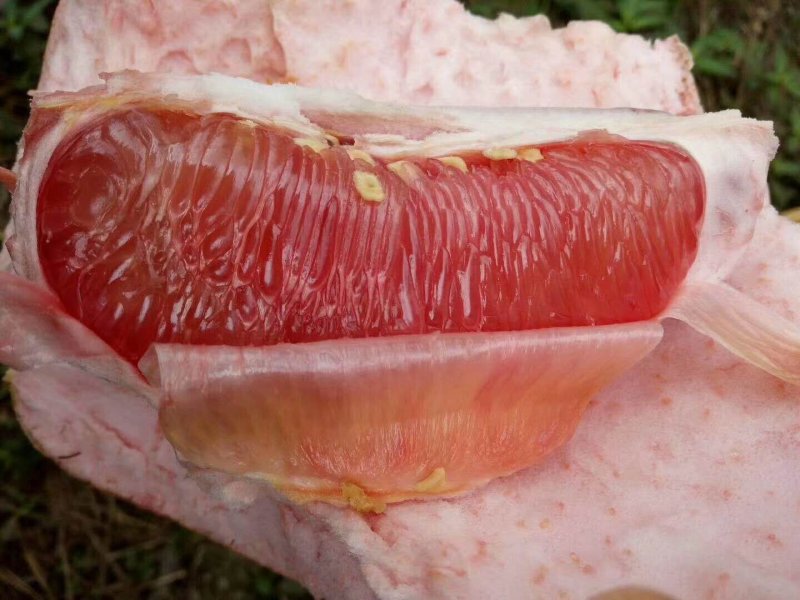 柚子
