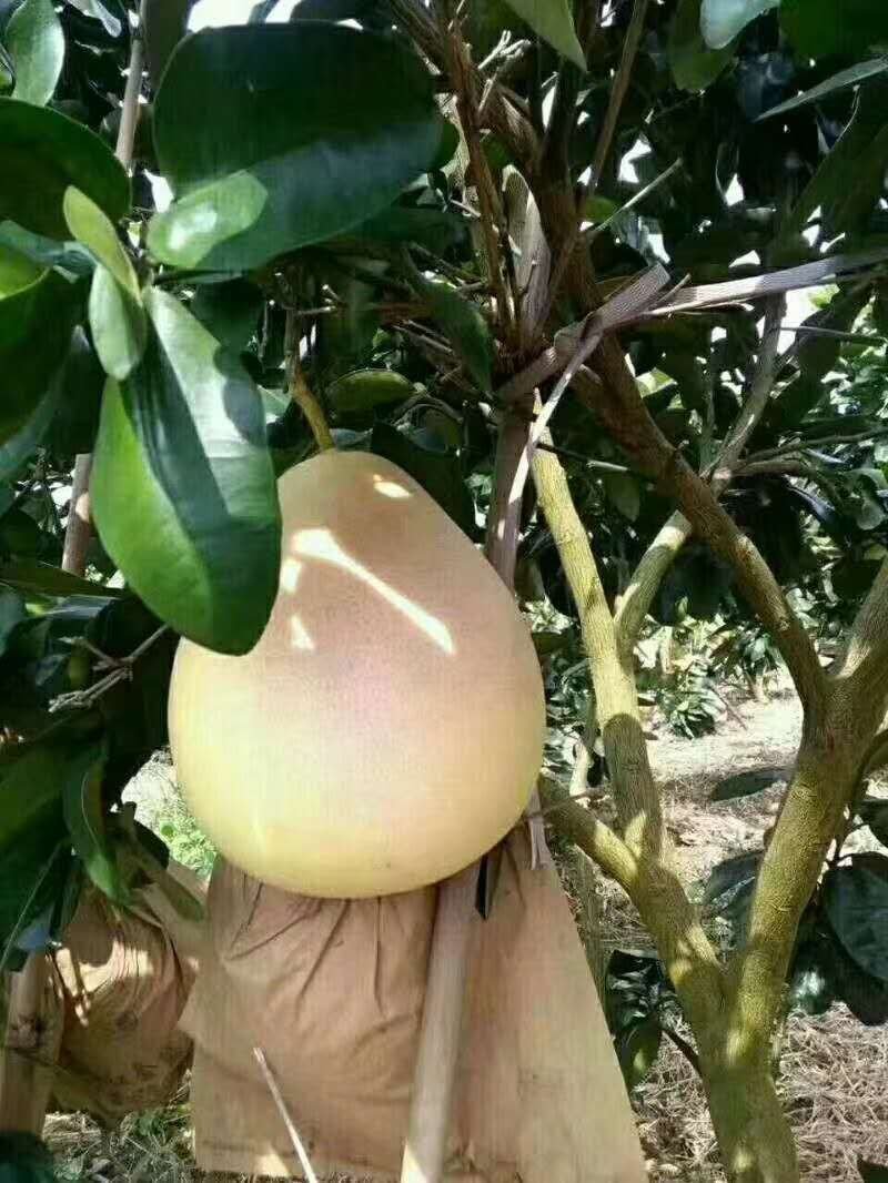 柚子