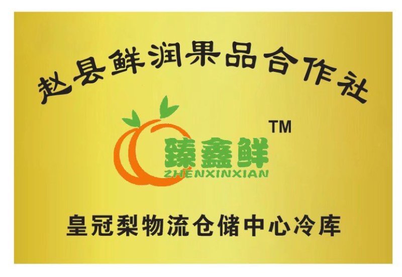 河北赵县皇冠梨产地冷库直供保证质量