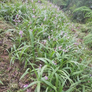 紫花宽叶三叉大白芨大中小种苗