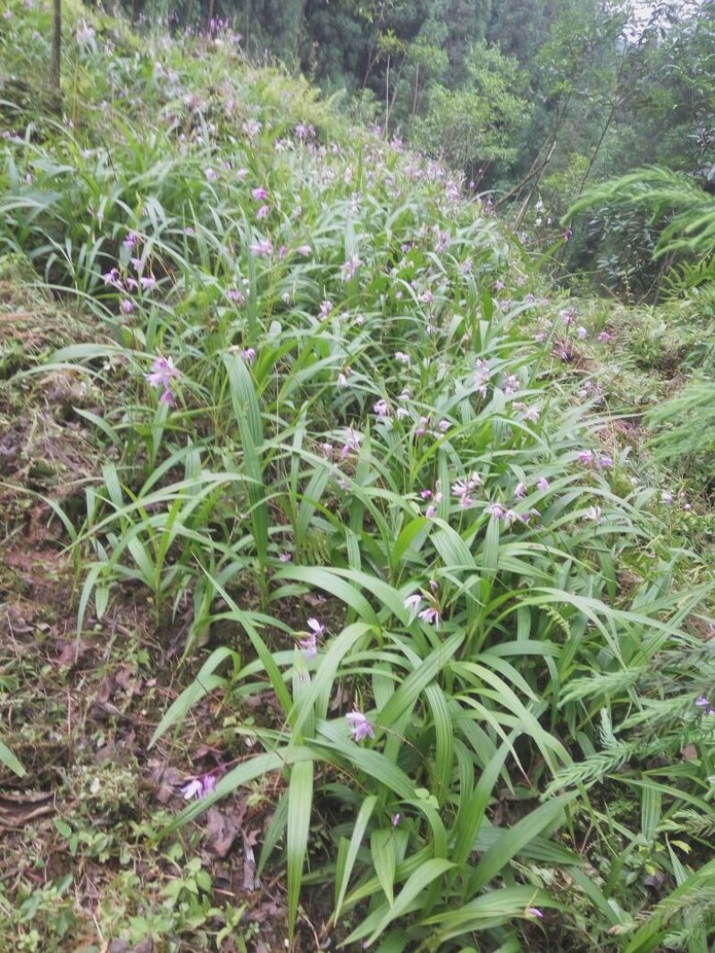 紫花宽叶三叉大白芨大中小种苗