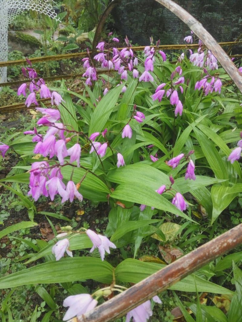 紫花宽叶三叉大白芨大中小种苗