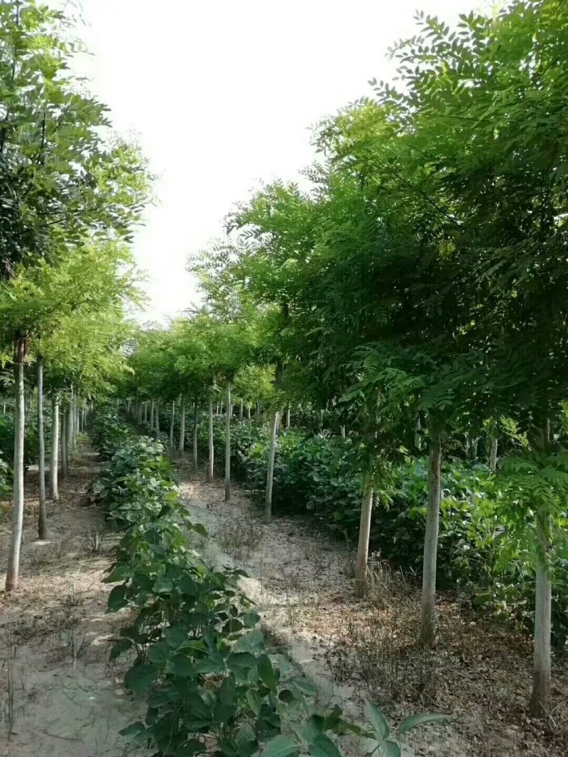 金枝槐金叶槐规格全货真价实！高接苗矮接苗