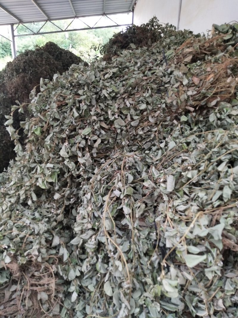 金钱草