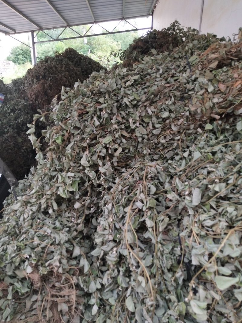 金钱草