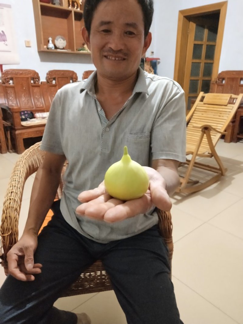 无花果树苗，布兰瑞克，波姬红，青皮，金傲芬无花果树苗。