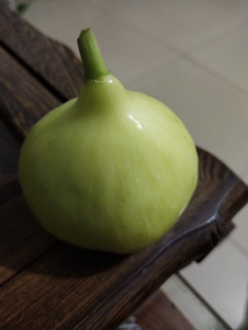 无花果树苗，布兰瑞克，波姬红，青皮，金傲芬无花果树苗。