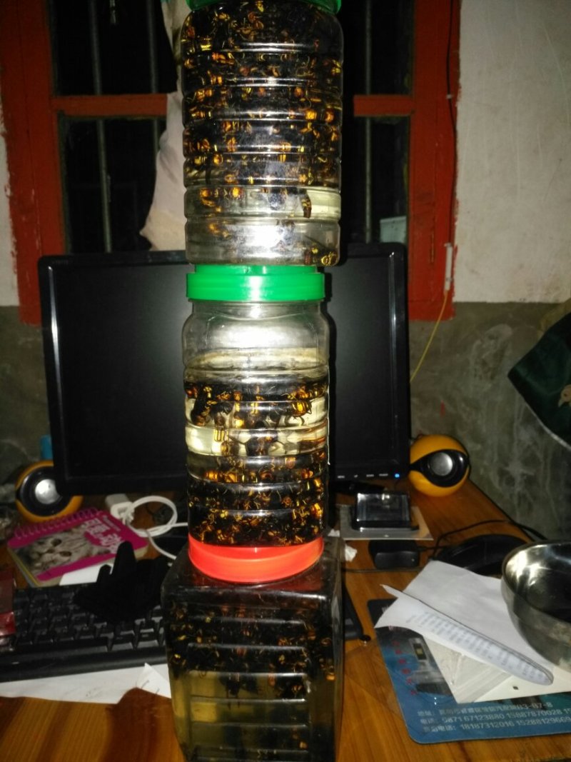 活体胡蜂泡酒