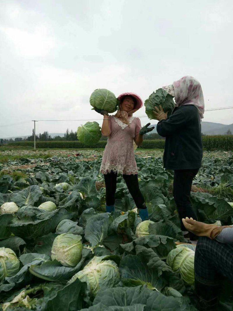 圆包菜，东西好，价格优，大量上市，去加工厂第一