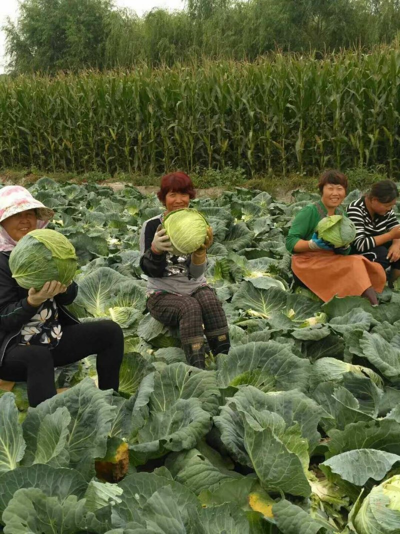 圆包菜，东西好，价格优，大量上市，去加工厂第一