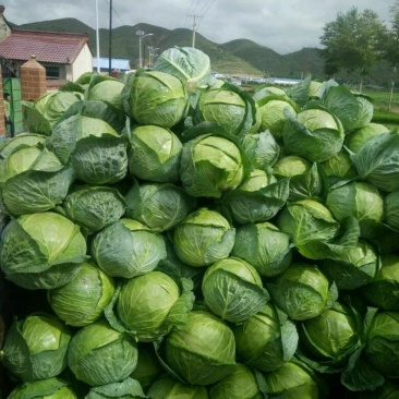圆包菜