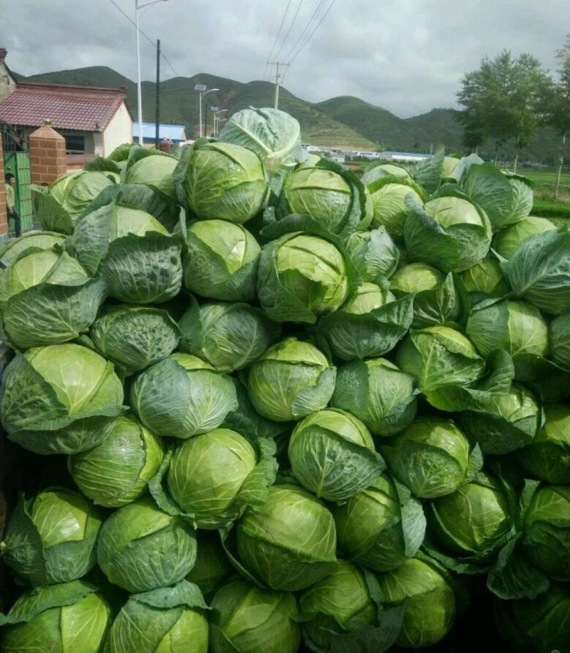 圆包菜