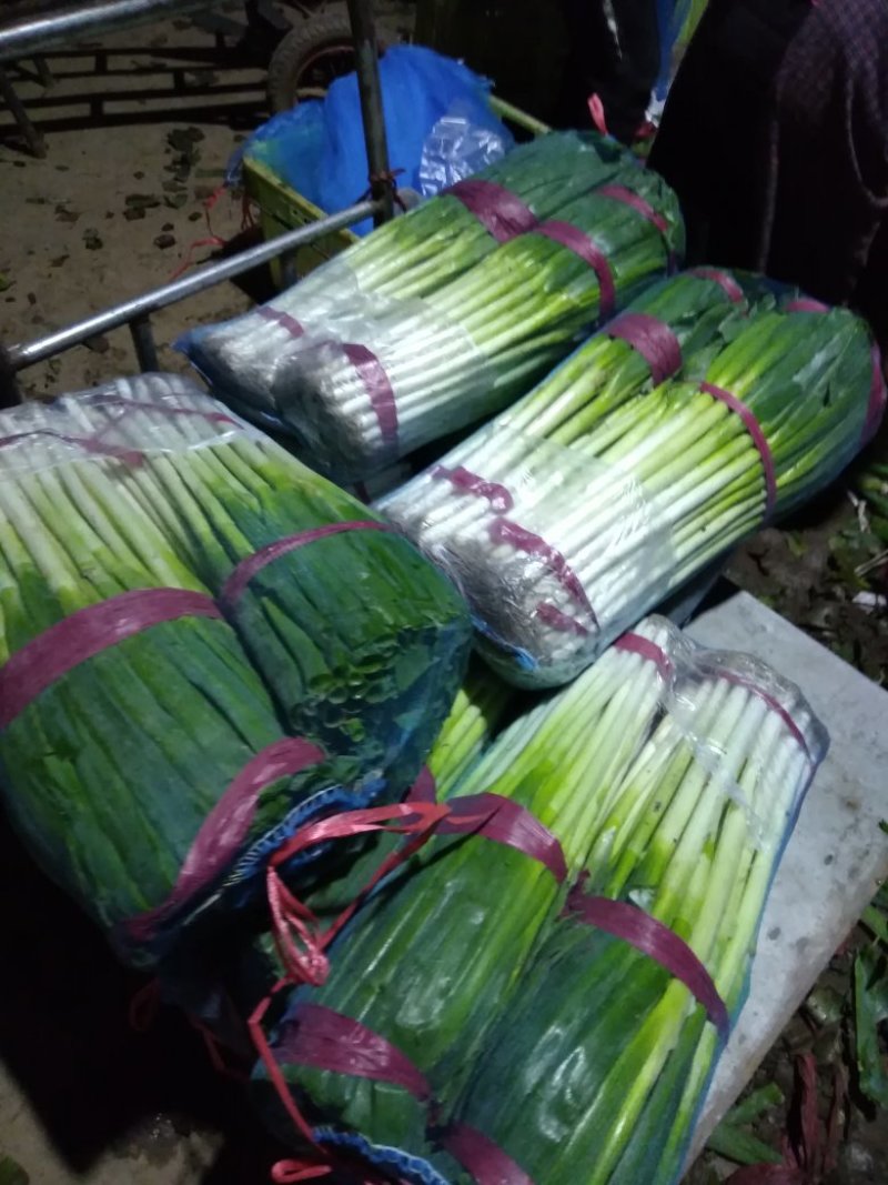精品互助大葱