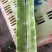 精品包菜，松花，红叶莴笋，青笋，黄心菜，辣椒，西芹，毛芹