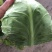 精品包菜，松花，红叶莴笋，青笋，黄心菜，辣椒，西芹，毛芹