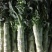 精品包菜，松花，红叶莴笋，青笋，黄心菜，辣椒，西芹，毛芹