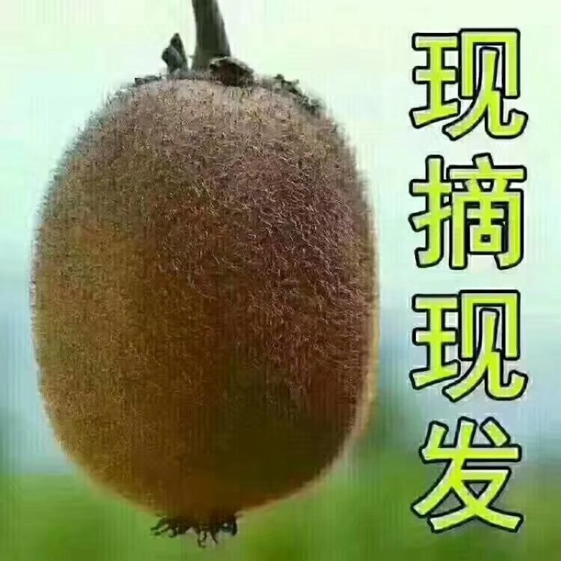 猕猴桃