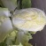 精品包菜，松花，红叶莴笋，青笋，黄心菜，辣椒，西芹，毛芹