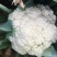 精品包菜，松花，红叶莴笋，青笋，黄心菜，辣椒，西芹，毛芹