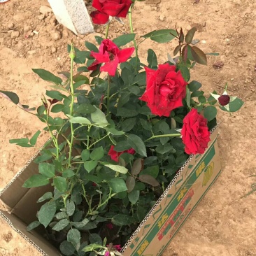 大花月季红帽月季丰花月季品种月季大量批发基地直销