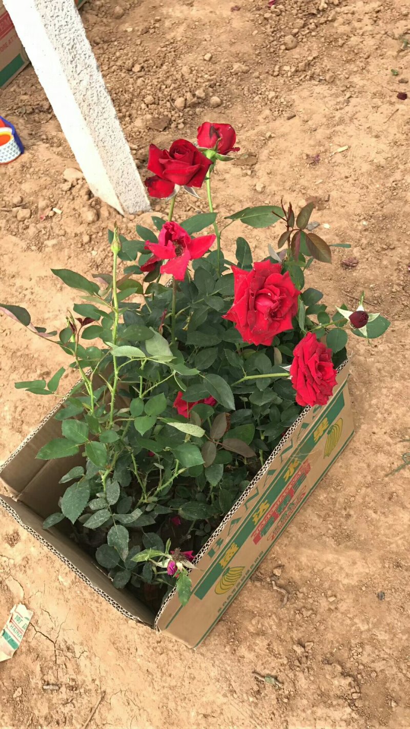 大花月季红帽月季丰花月季品种月季大量批发基地直销