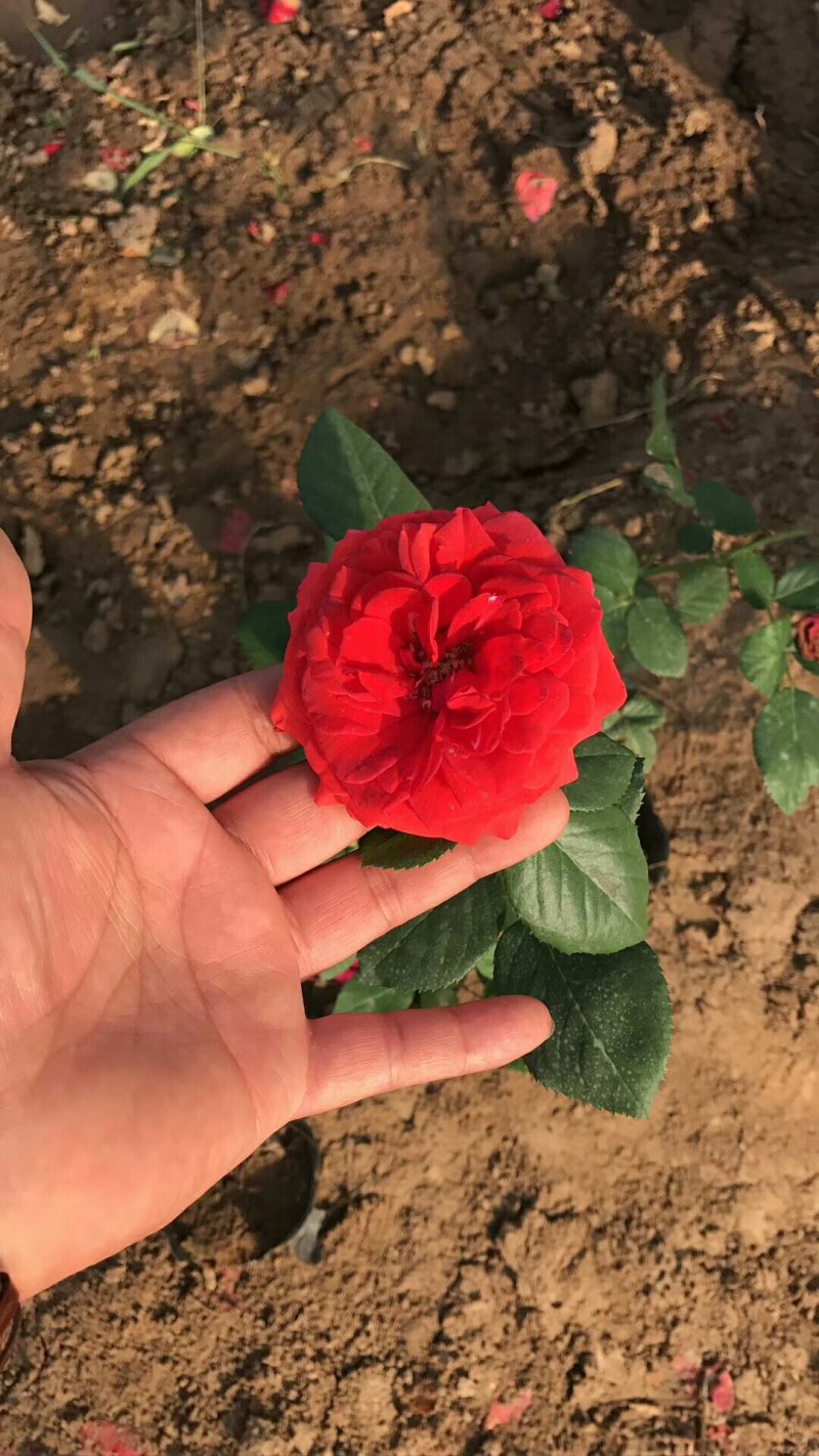 大花月季红帽月季丰花月季品种月季大量批发基地直销