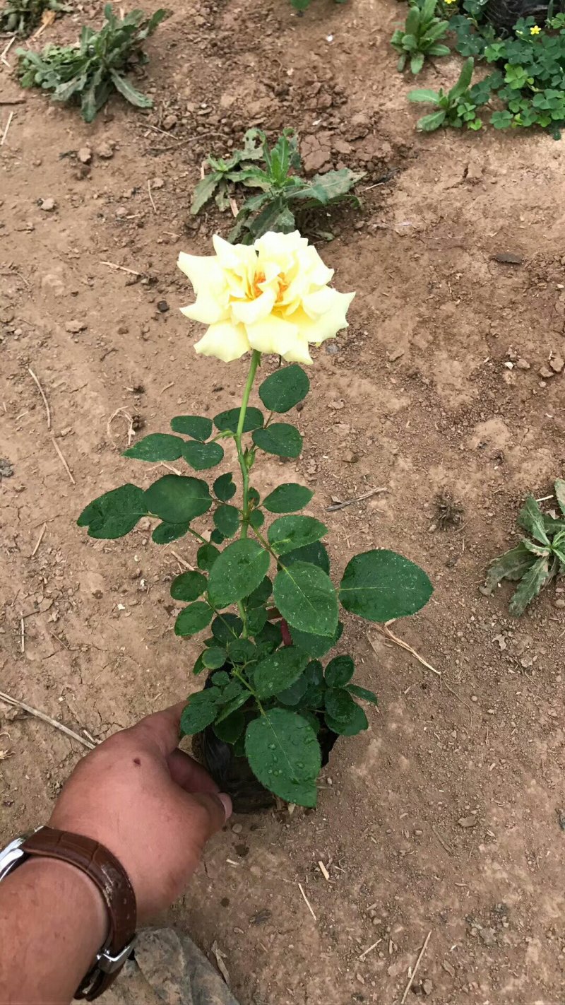 大花月季红帽月季丰花月季品种月季大量批发基地直销