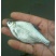 大量出售鳊鱼苗，各种淡水鱼苗，欢迎老板进店咨询