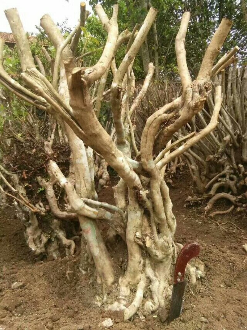 映山红树桩