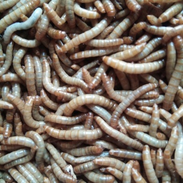 优