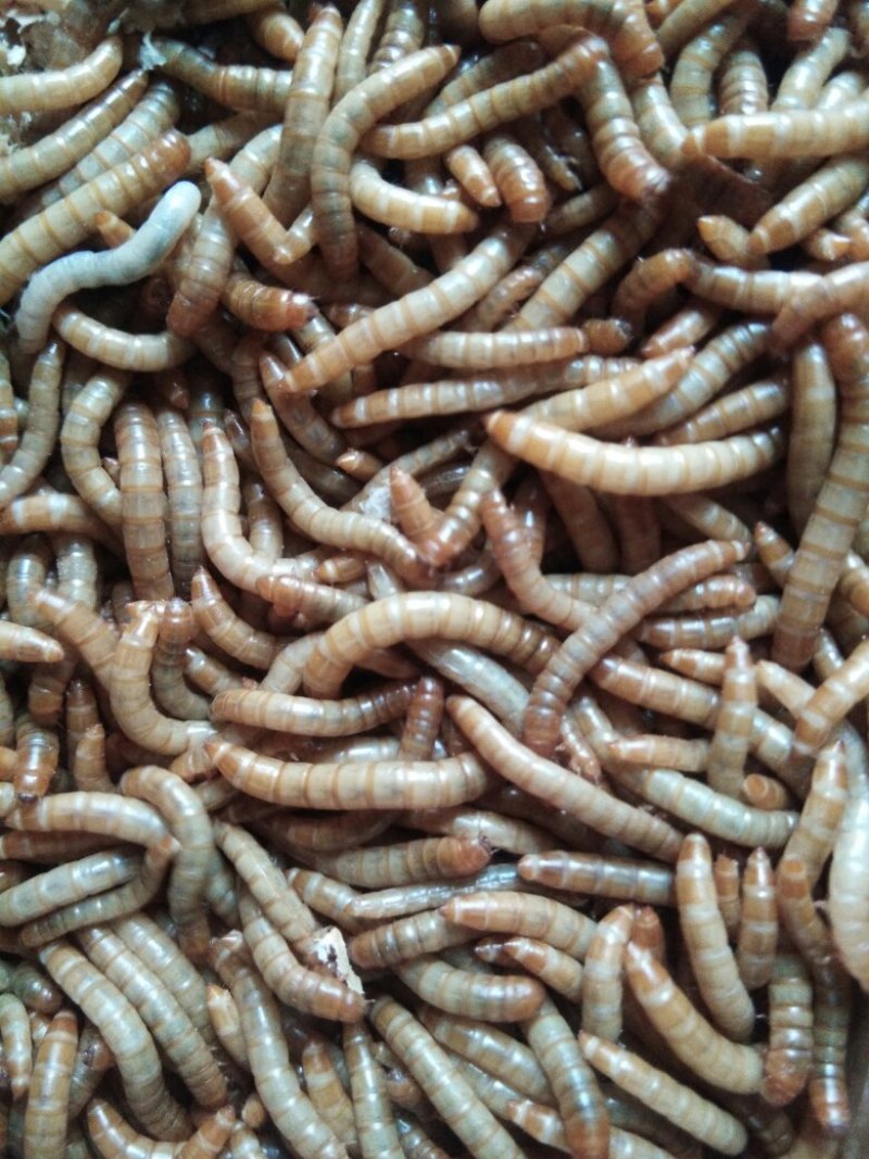 优