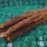 长白山采挖红参，野生红参