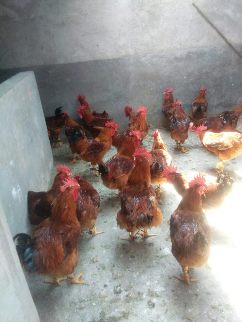 长年出售苏太，太湖，良种瘦肉型母猪，产仔多，小猪