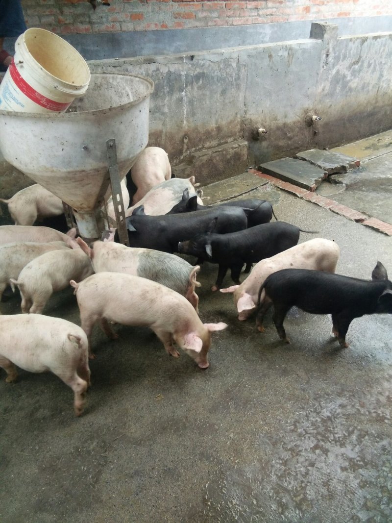 长年出售苏太，太湖，良种瘦肉型母猪，产仔多，小猪