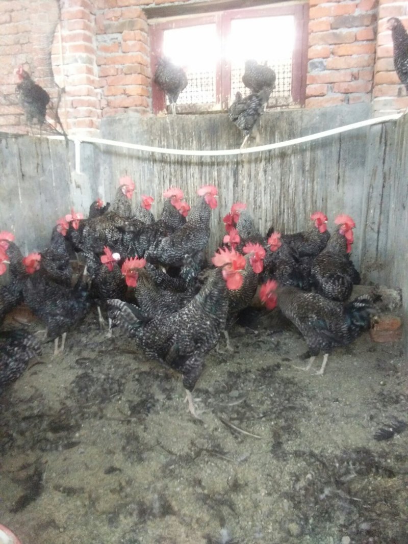 长年出售苏太，太湖，良种瘦肉型母猪，产仔多，小猪