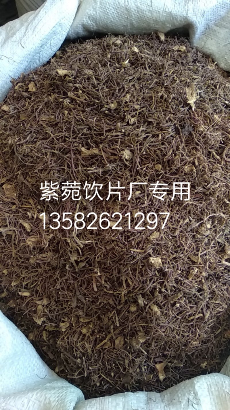 紫菀