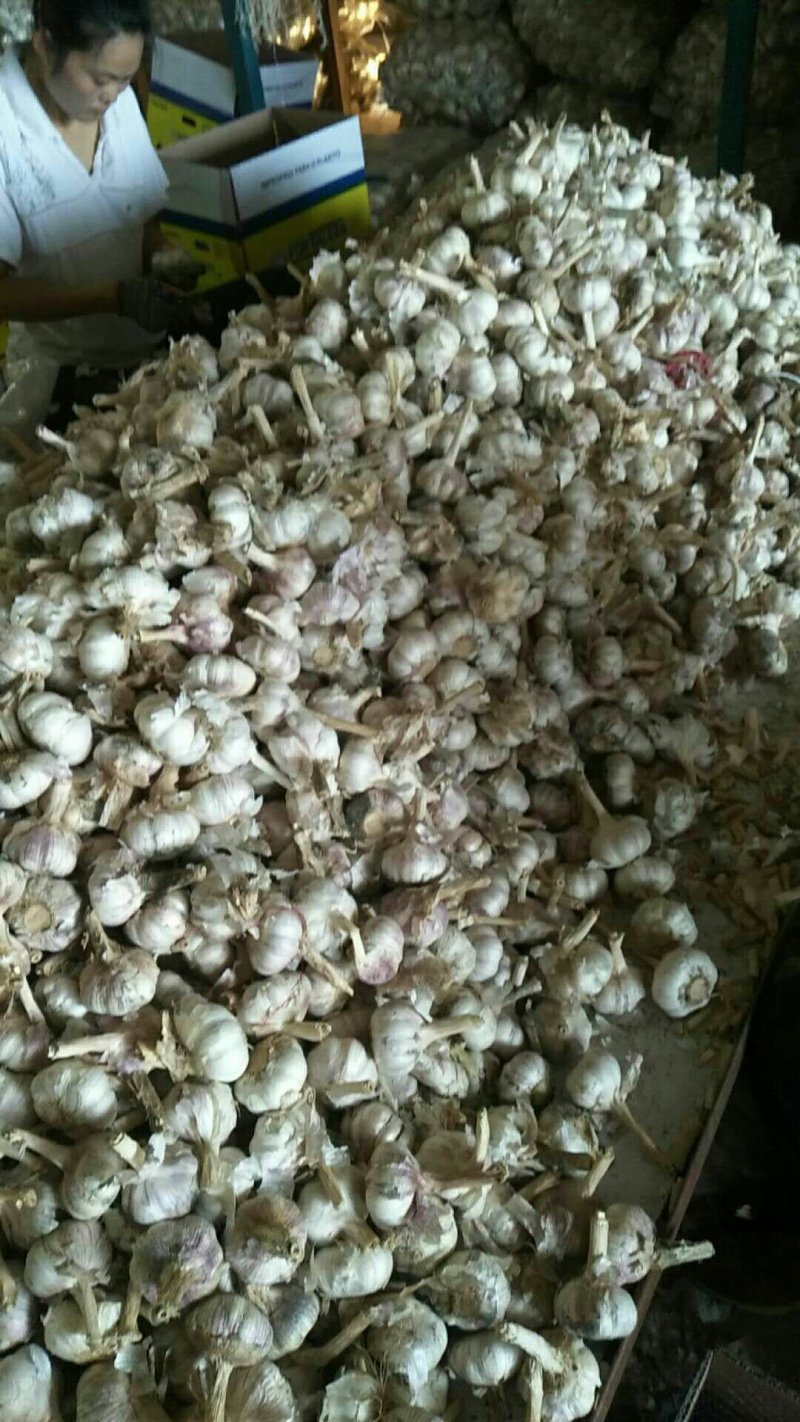 金乡本地大蒜，红皮大蒜，太空大蒜，紫皮大蒜，量大优惠，