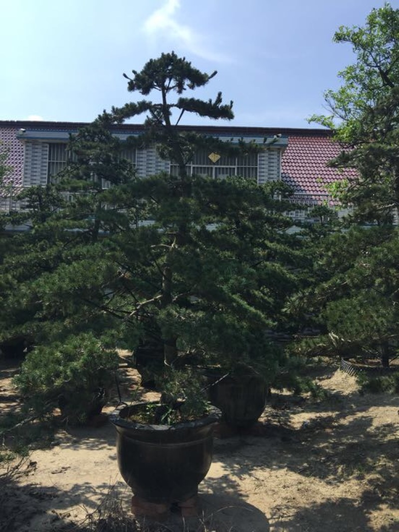 造型树，造型黄杨，造型女贞，造型松