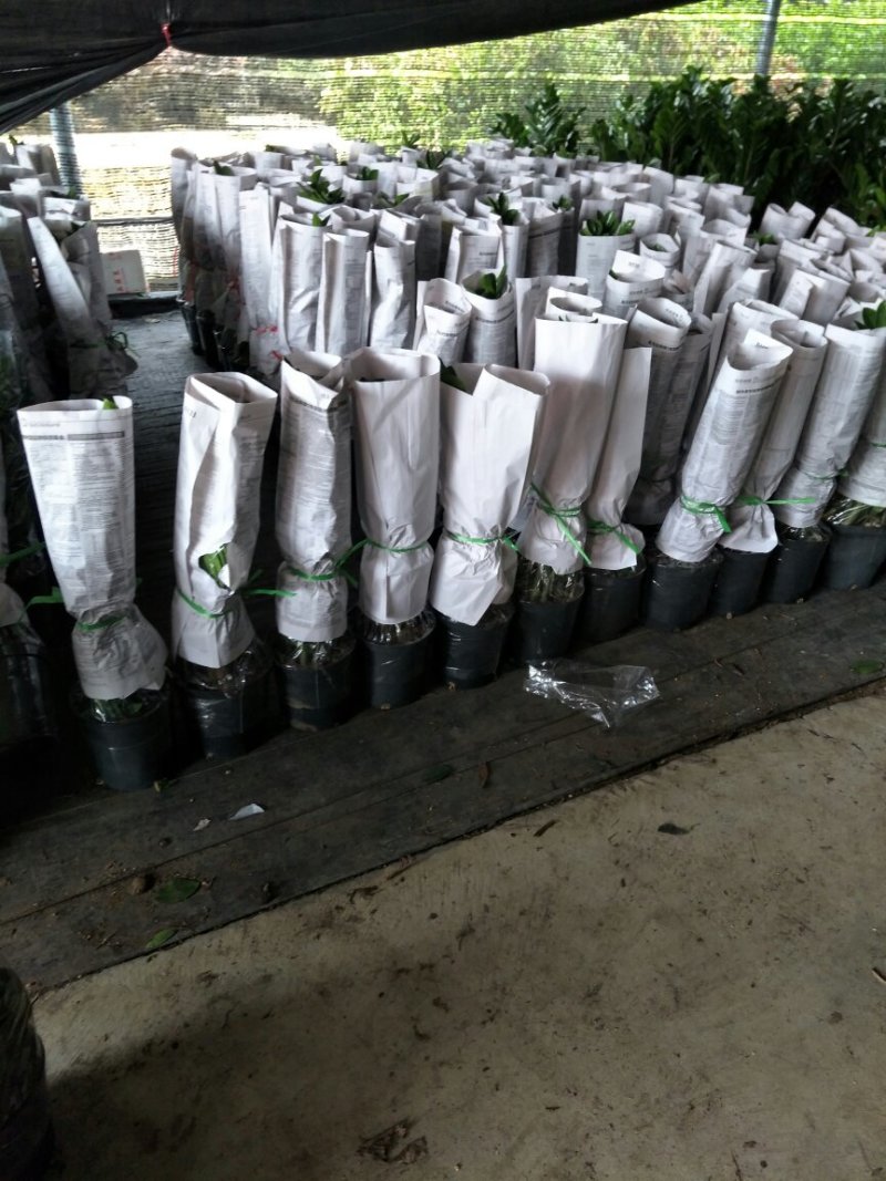 优质金钱树基地直发