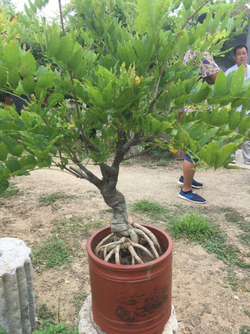 紫藤出售