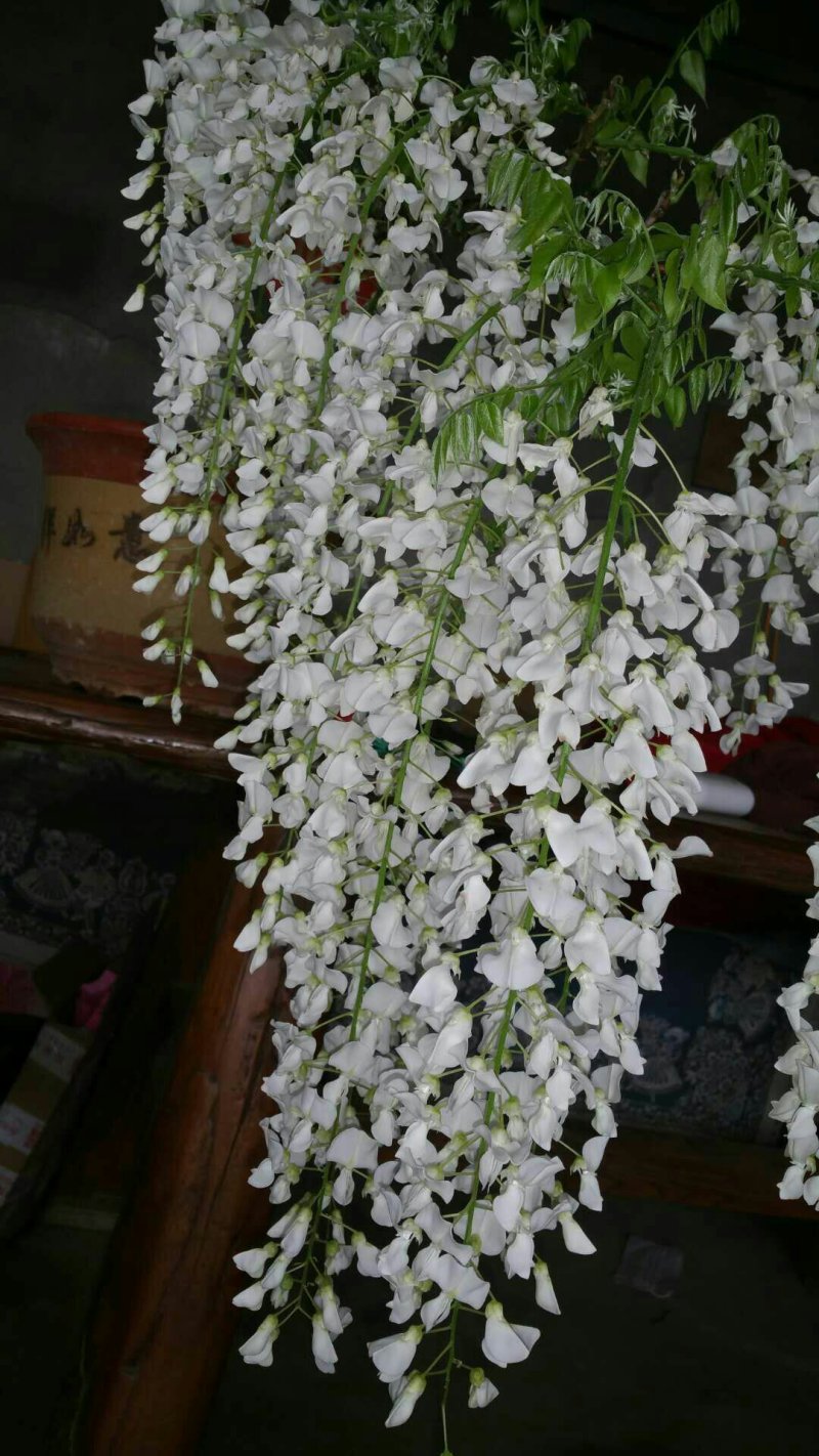 紫藤出售