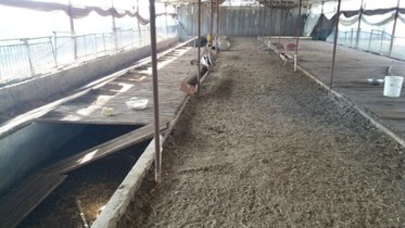 出租新建养殖场，养牛，可养羊