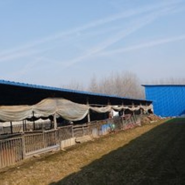 出租新建养殖场，养牛，可养羊