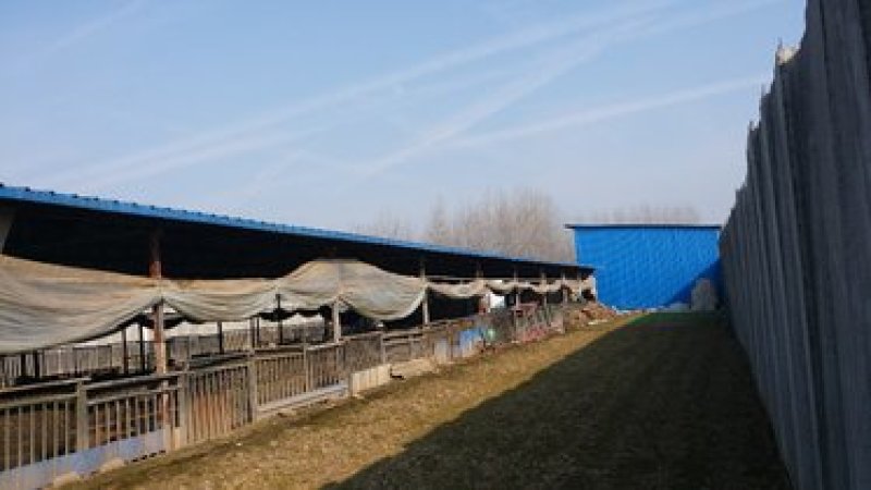 出租新建养殖场，养牛，可养羊