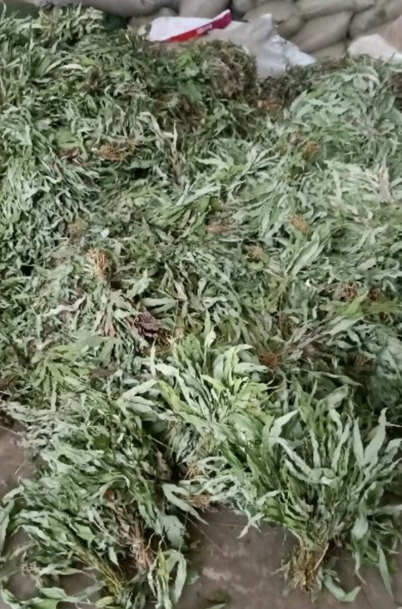 鸭脚草《金鸡脚》一手优质货质