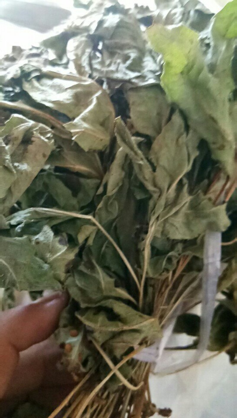 鸭脚草《金鸡脚》一手优质货质
