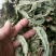 鸭脚草《金鸡脚》一手优质货质